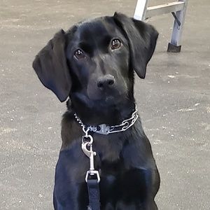 Meet your Posher, Holly